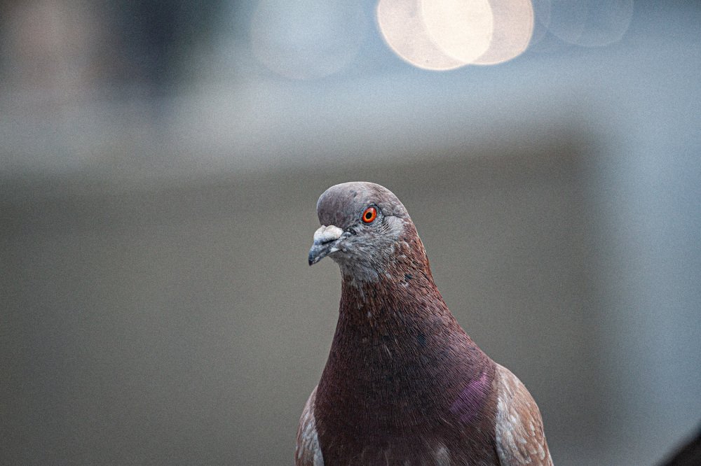 Dove