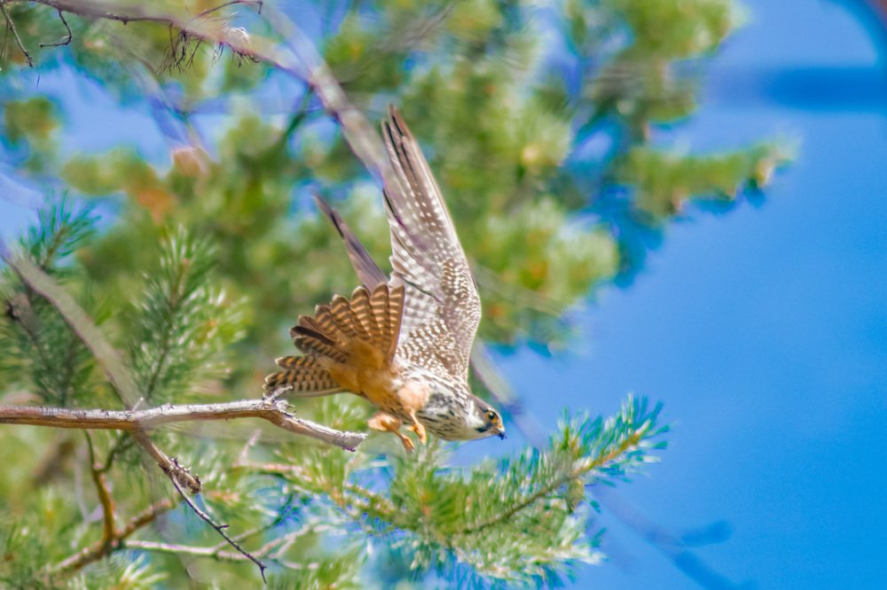 Photograph by Роман Кондрашин