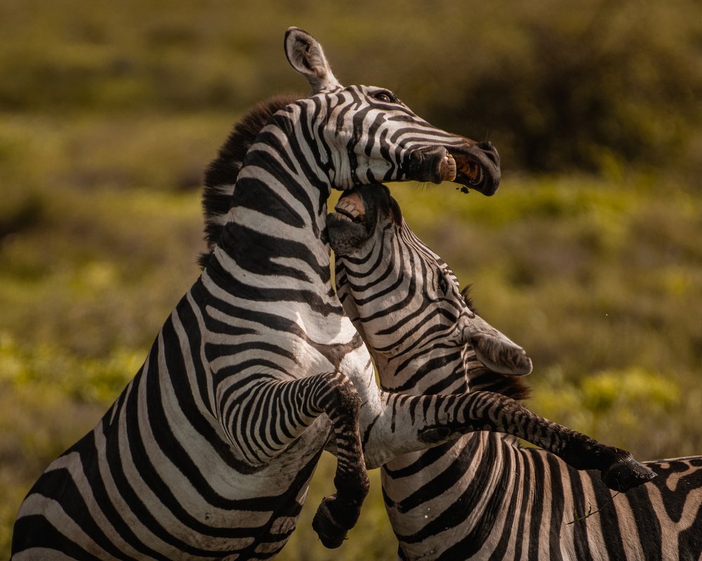 Photograph by Rafael Maffessoni