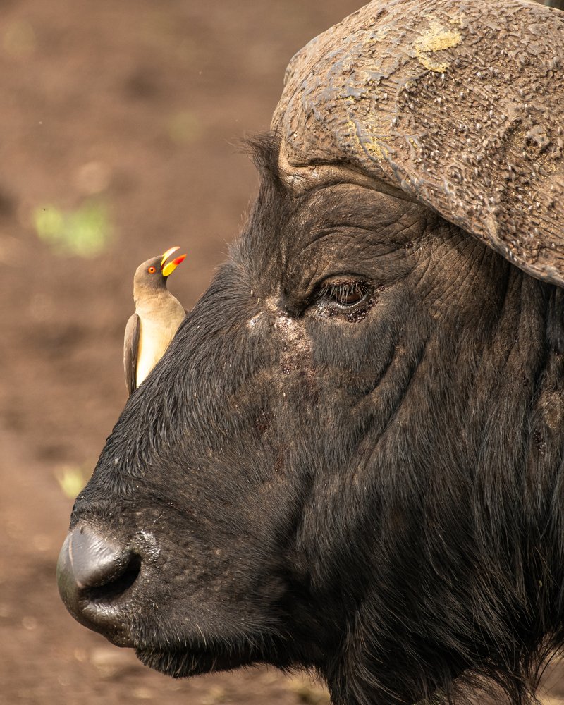 Photograph by Rafael Maffessoni