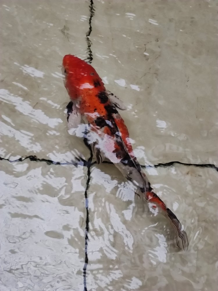 Photograph by Pavel Milovankin