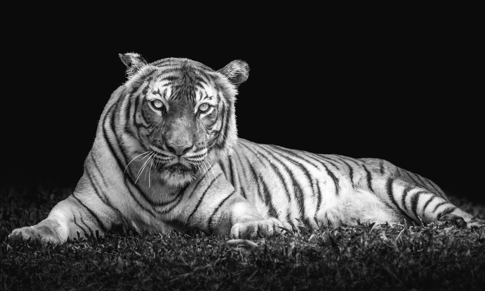 Photograph by Furqan Ali