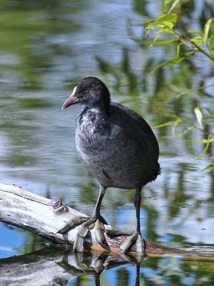 Fulica