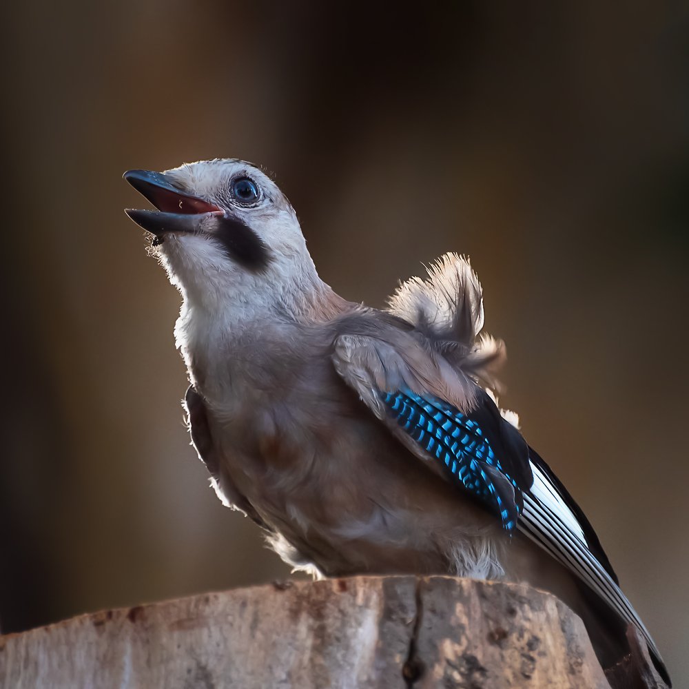 Photograph by David Lerer