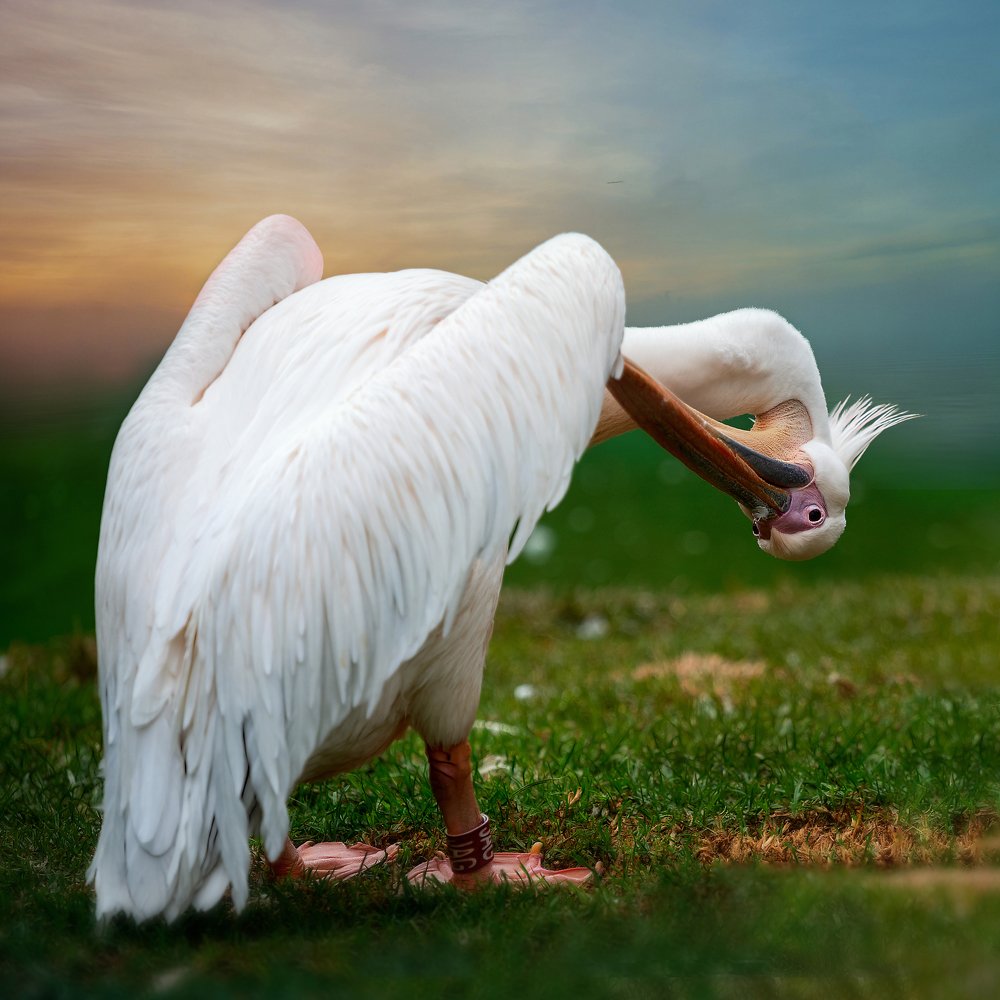 Photograph by David Lerer