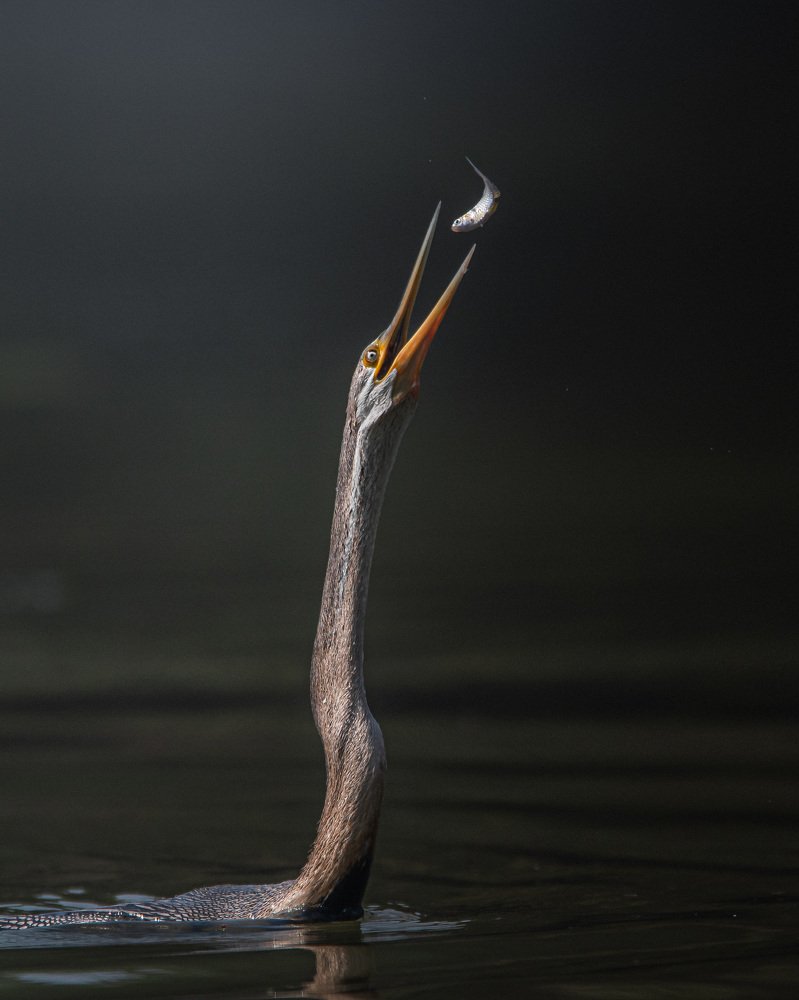 Photograph by Jignesh Patel