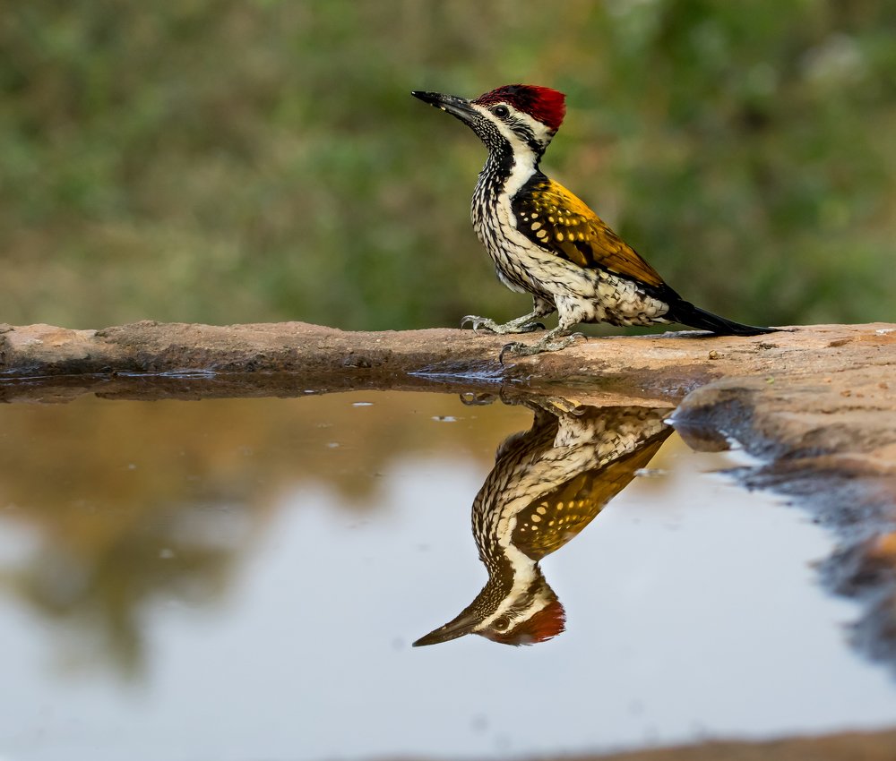 Photograph by Amrutesh Gopal