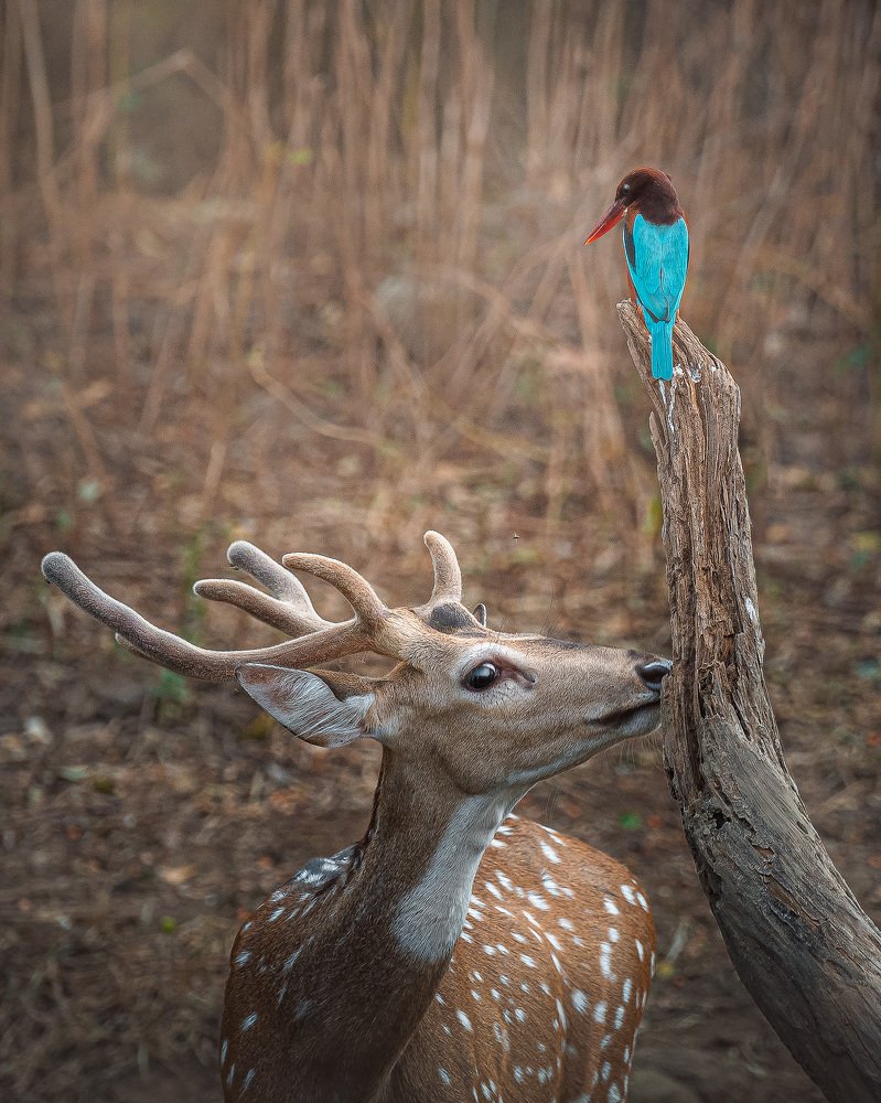 Photograph by Jignesh Patel