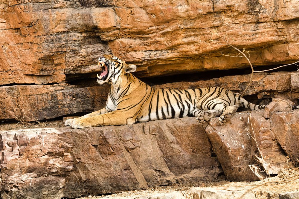 Photograph by Amrutesh Gopal