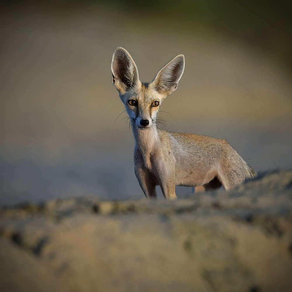 Photograph by Khalid Gurchani