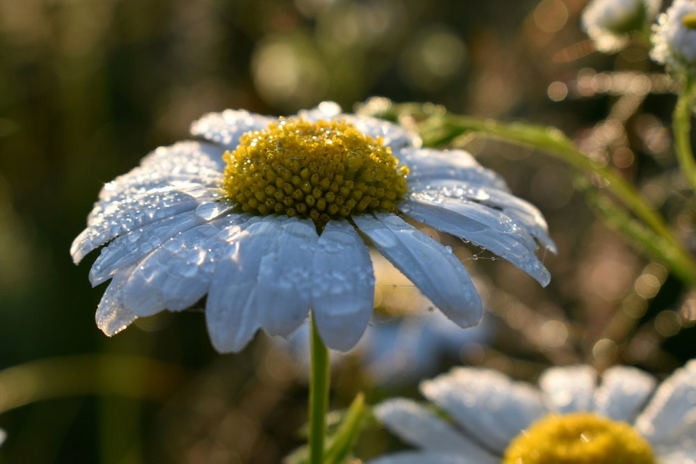 Photograph by Татьяна Калугина