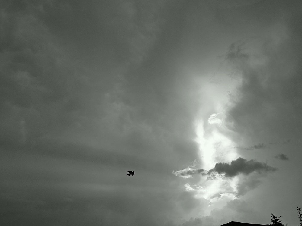 Fly after rain