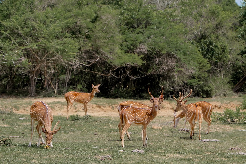 Фотография автора sathveegan