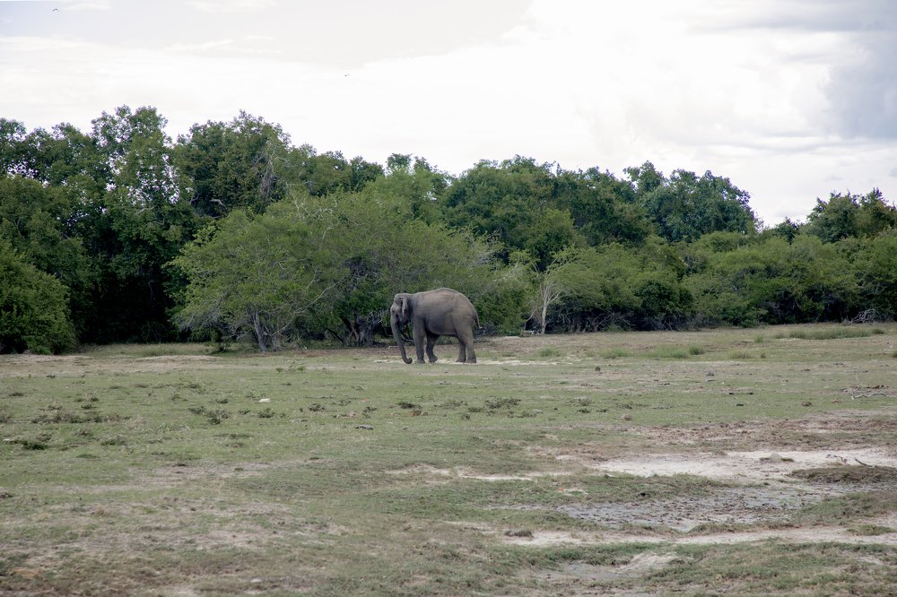 Фотография автора sathveegan