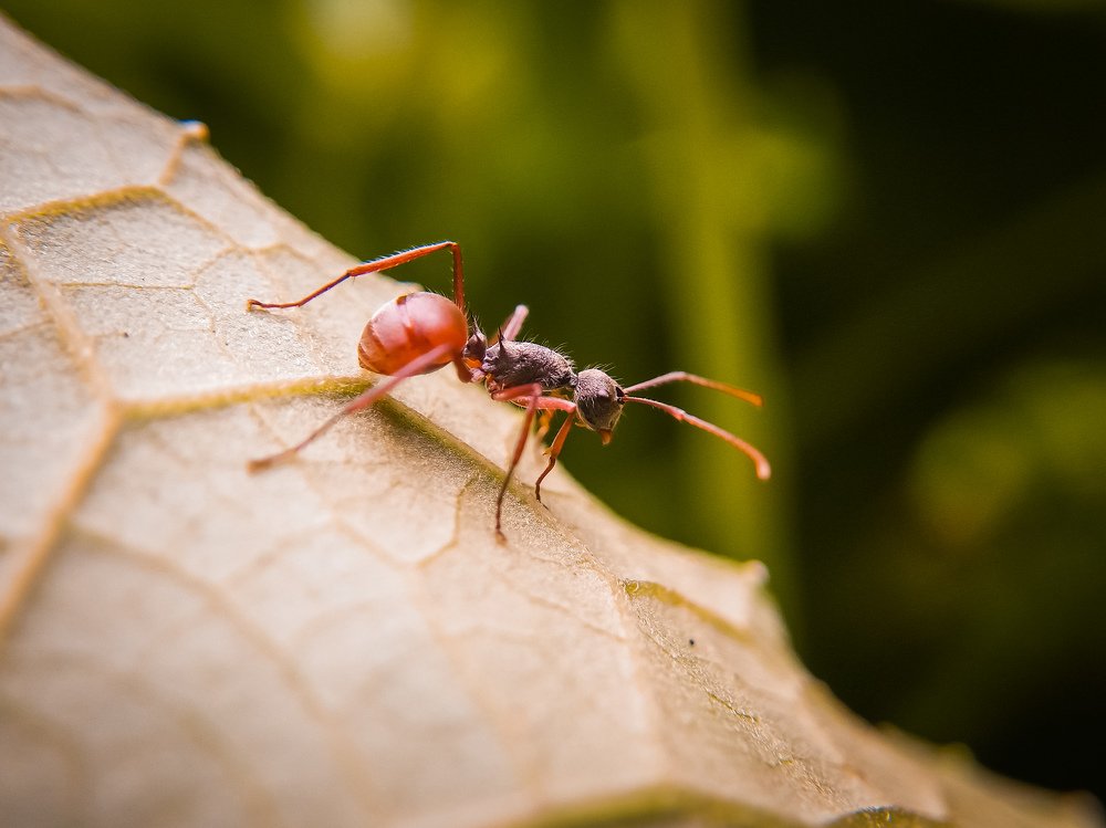 Photograph by Mehedi Hasan