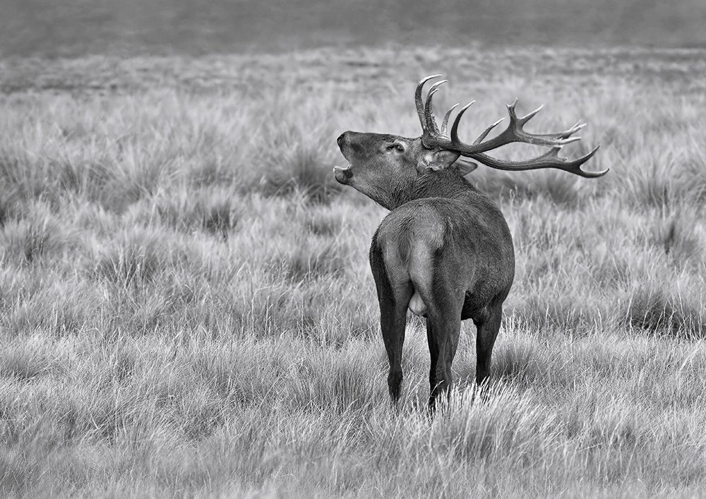Red Deer in B&W