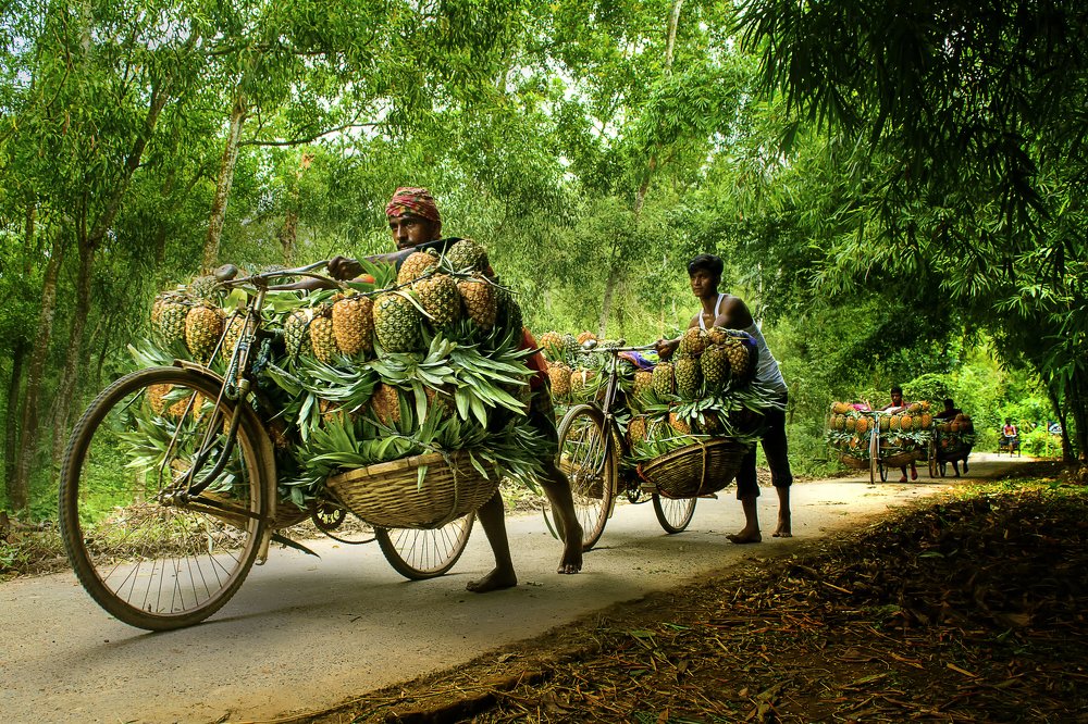 Photograph by Mohammad Nazrul Islam