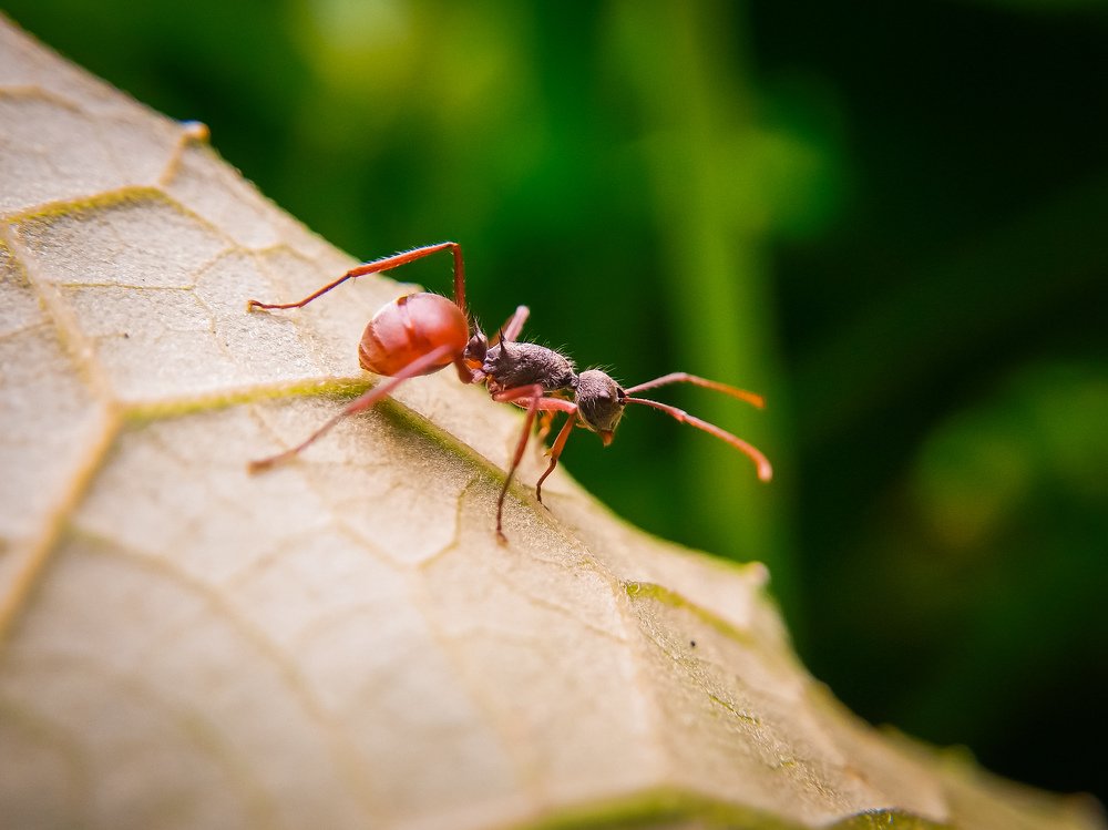 Photograph by Mehedi Hasan