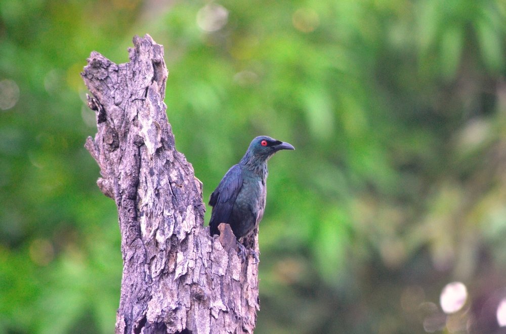 Photograph by Donald Manikan