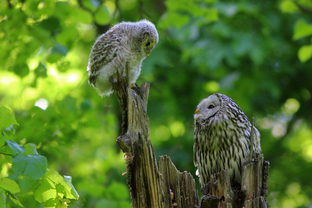 Совсем большой!..