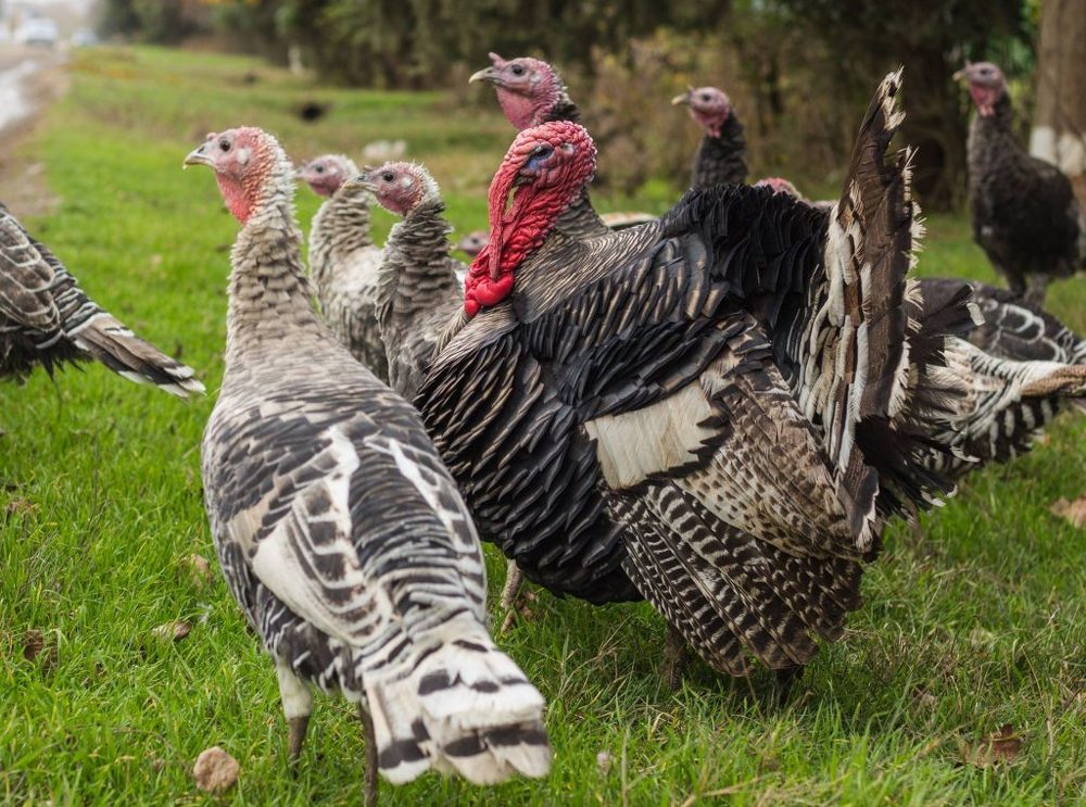 Индюшачий гарем