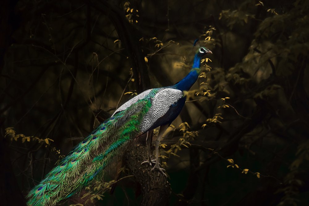 Photograph by Kartik Thevar