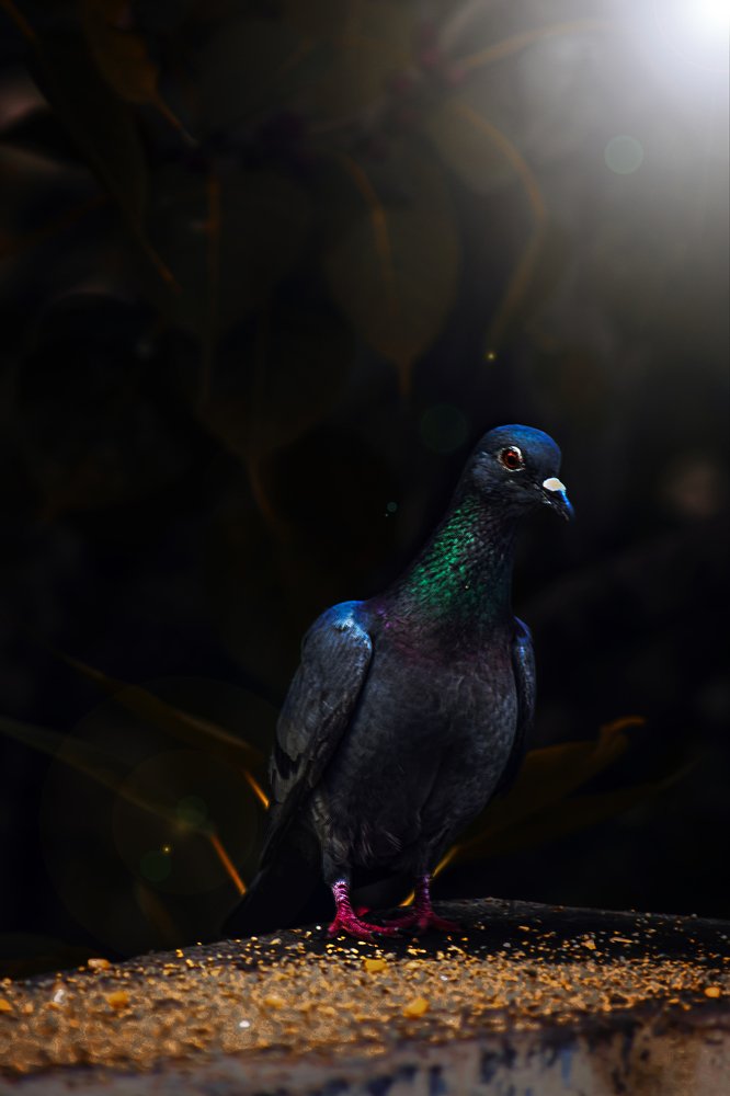 Photograph by Kartik Thevar