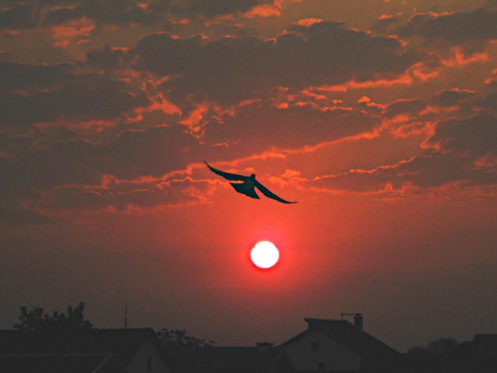 Fly, fly...