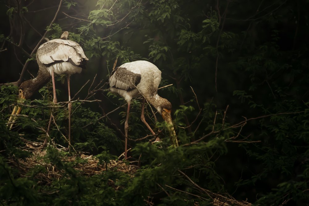 Photograph by Kartik Thevar