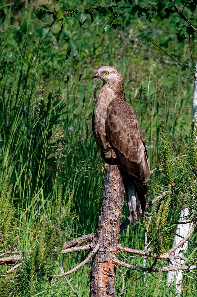 Photograph by Демьян Лопатов