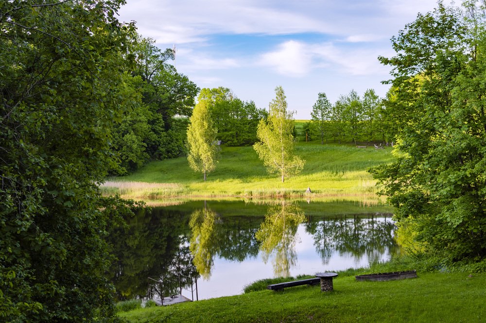 Две берёзы на пруду.