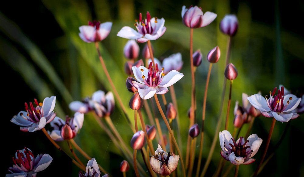 Красота болота.