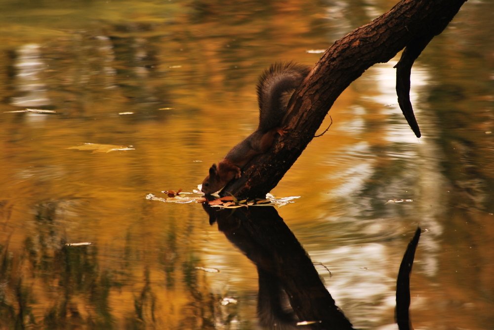 Photograph by Дмитрий Кривойван