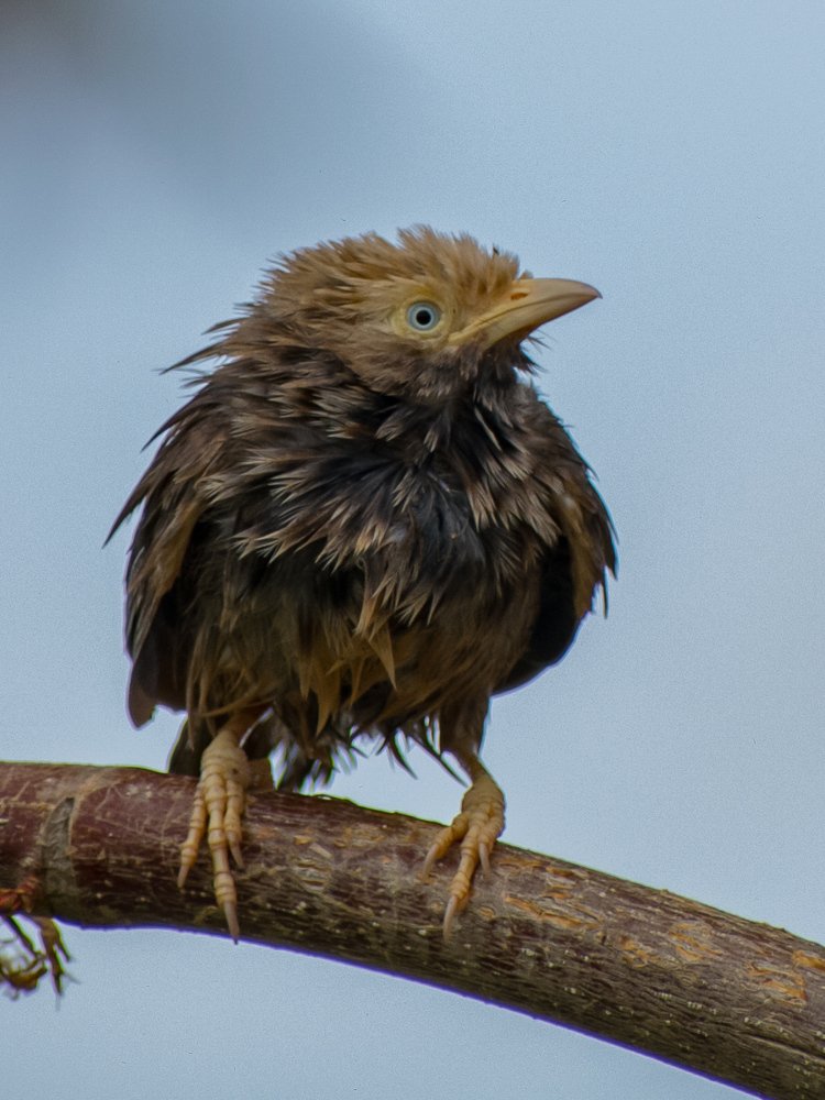 Yellow billed babbler