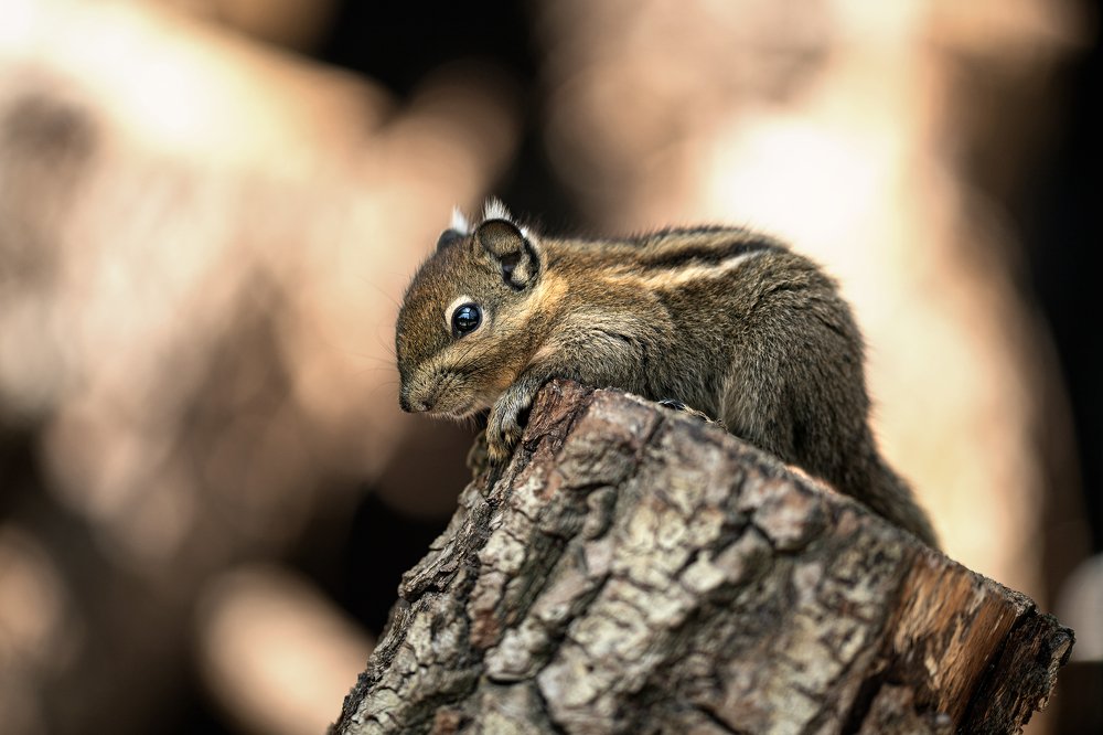 Photograph by Tamara Klimenko