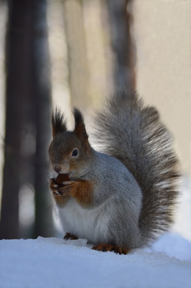 Позирующая белка