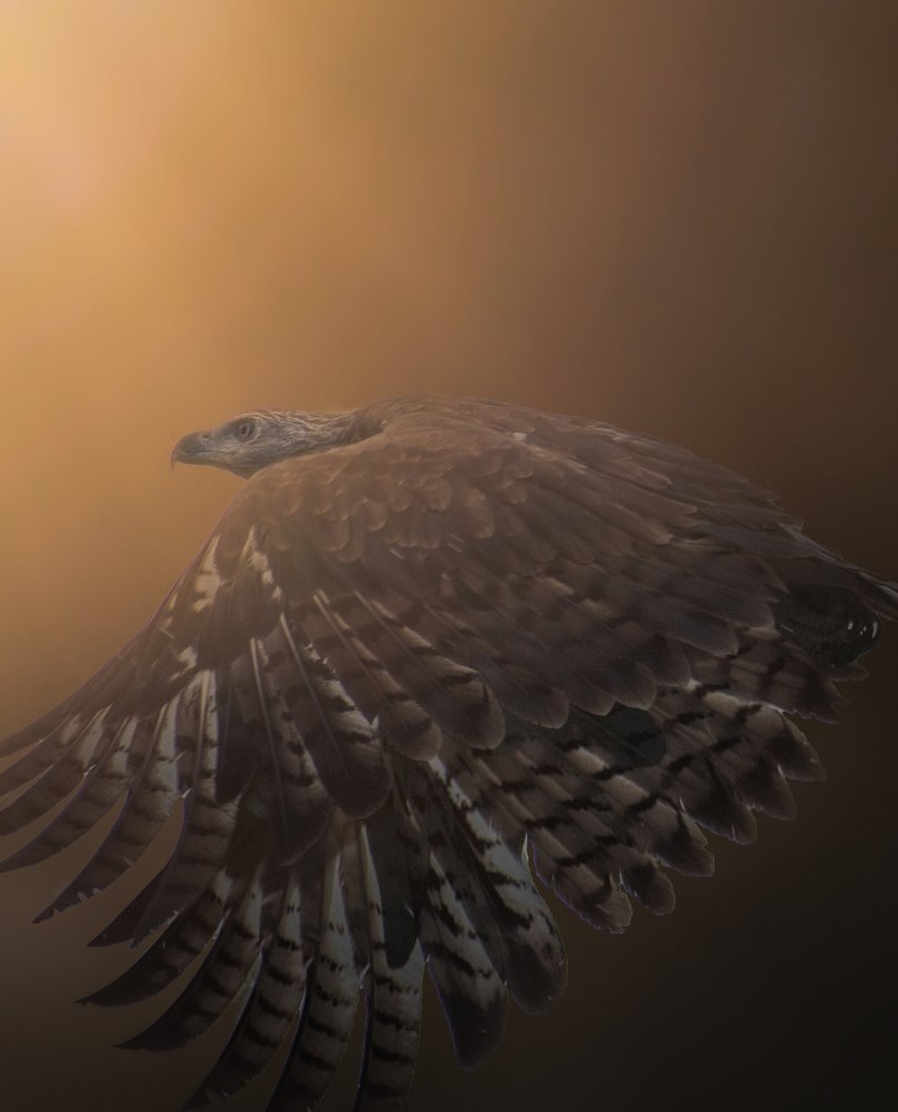 Photograph by PRIYABRATA DEBNATH