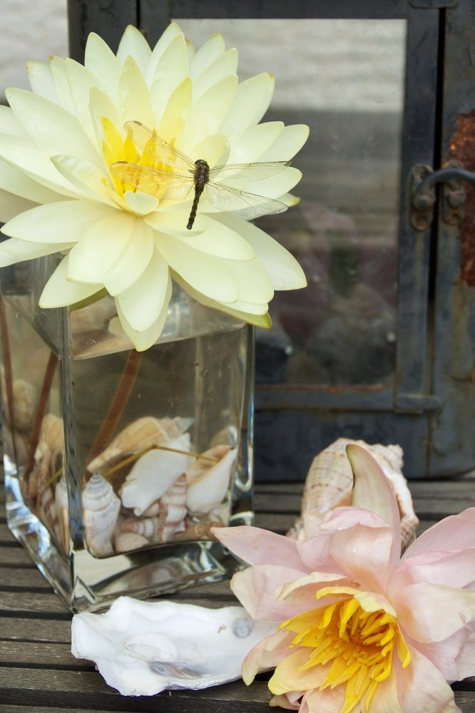 натюрморт с кувшинками и стрекозой