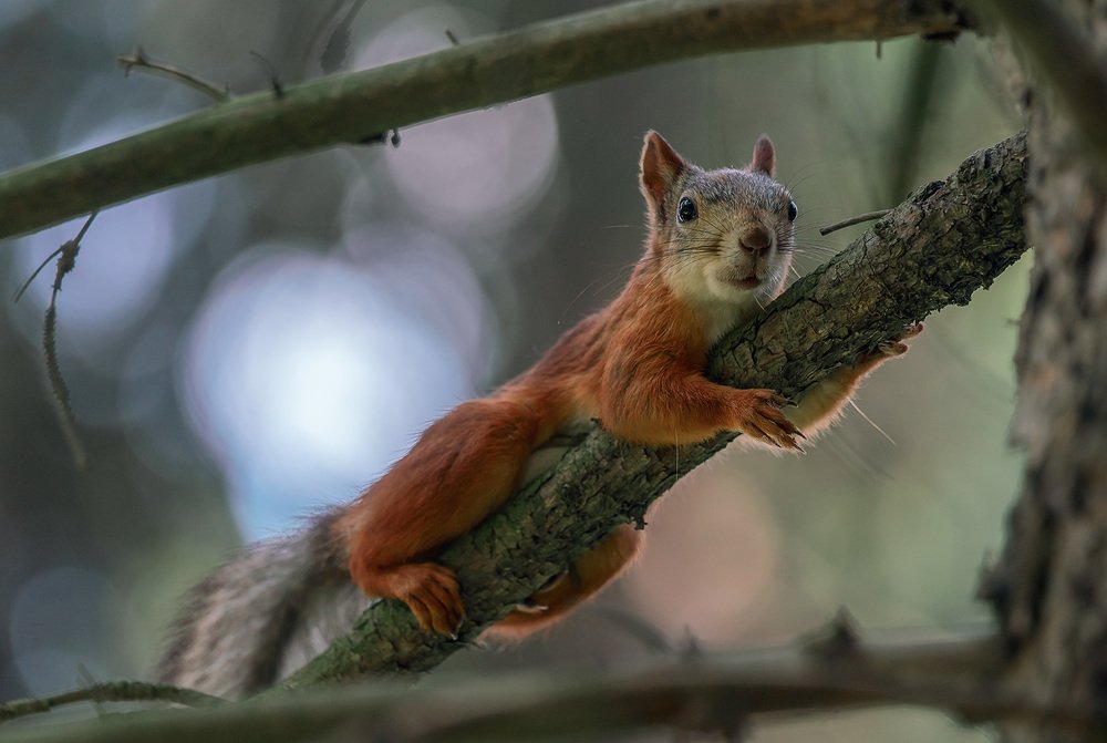 Photograph by Олег Милеев (Каминцев)