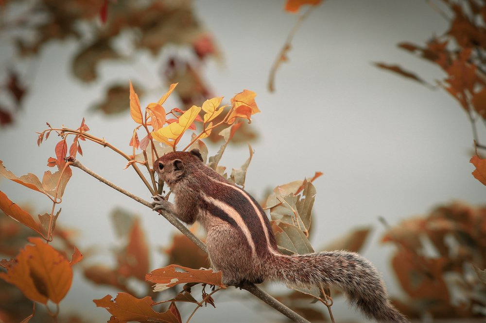 Photograph by Sajith k