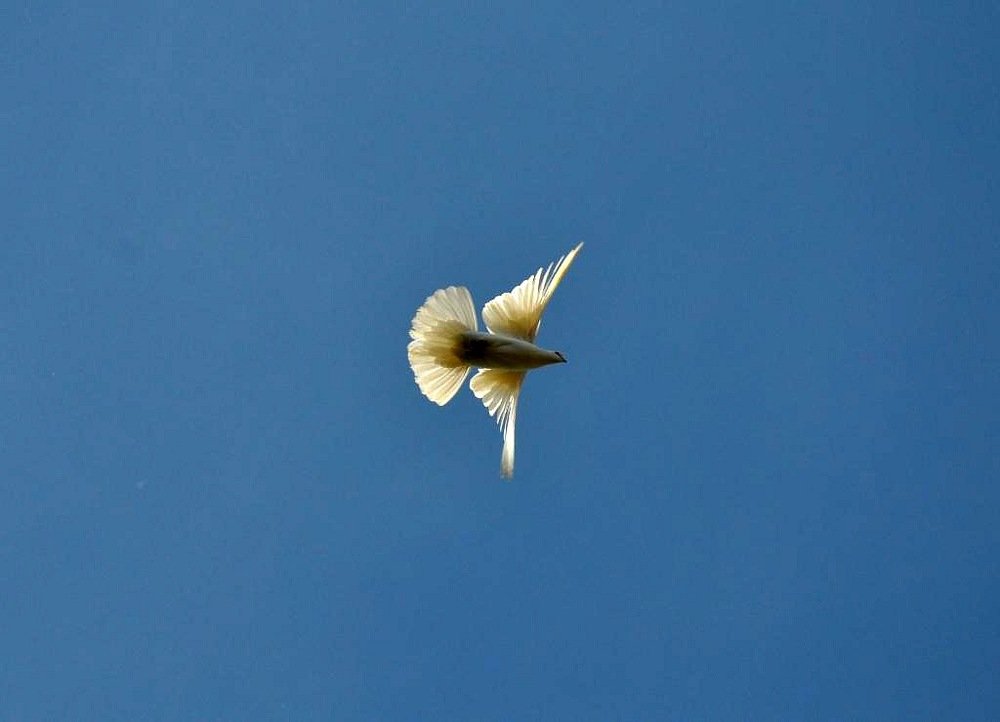 Photograph by Надежда Тенетко