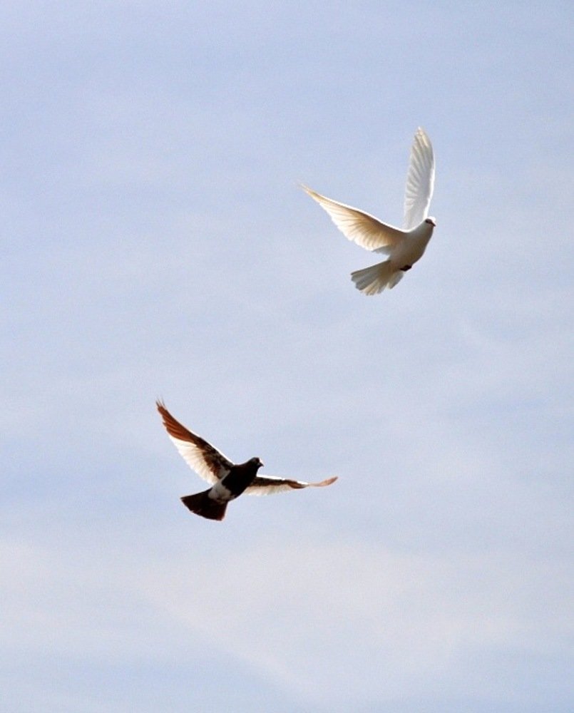 Photograph by Надежда Тенетко