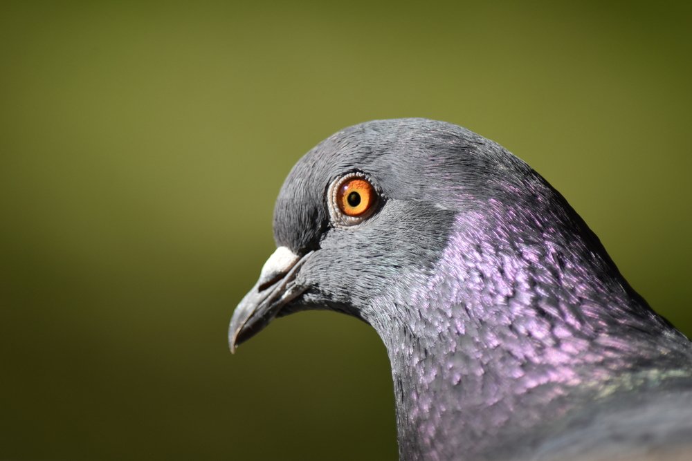 Wise Dove / Мудрый Голубь