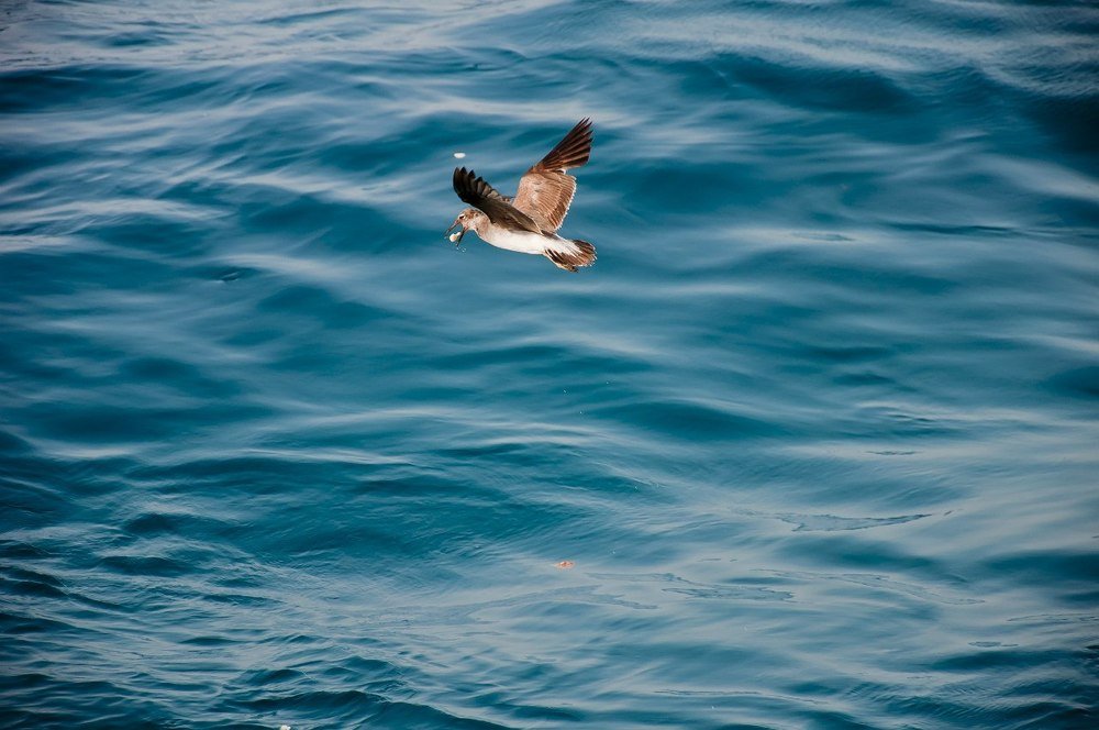 Photograph by Надежда Тенетко