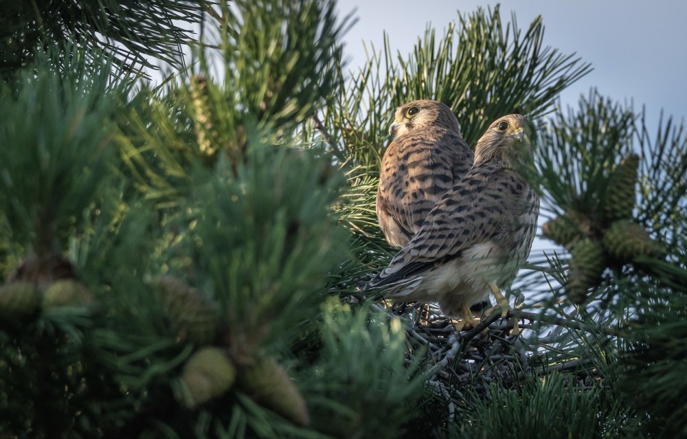 Photograph by Avram Marian