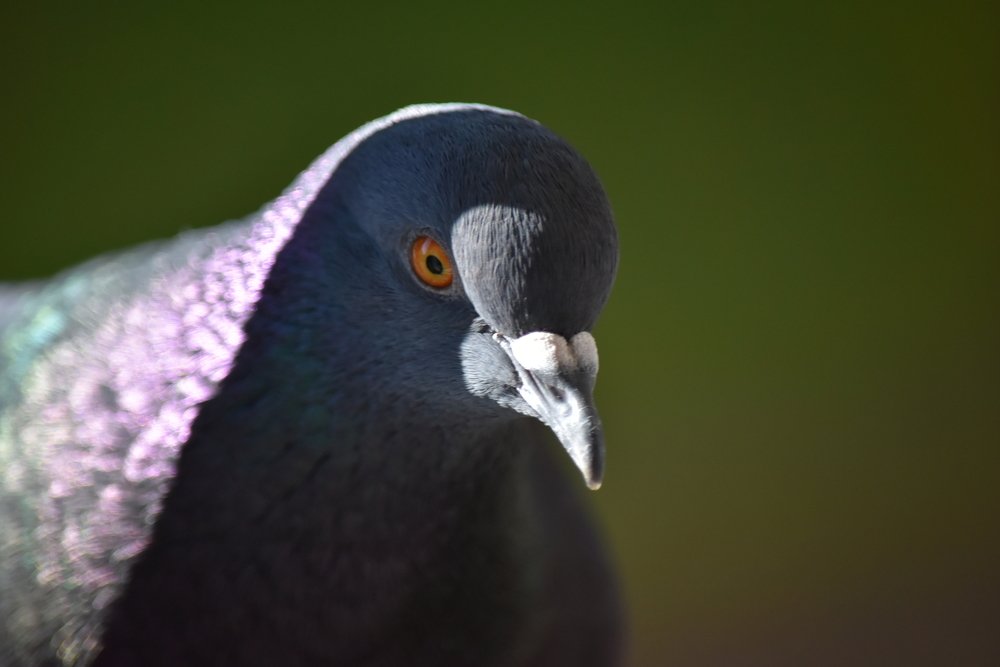 Photograph by Инна Сенкевич