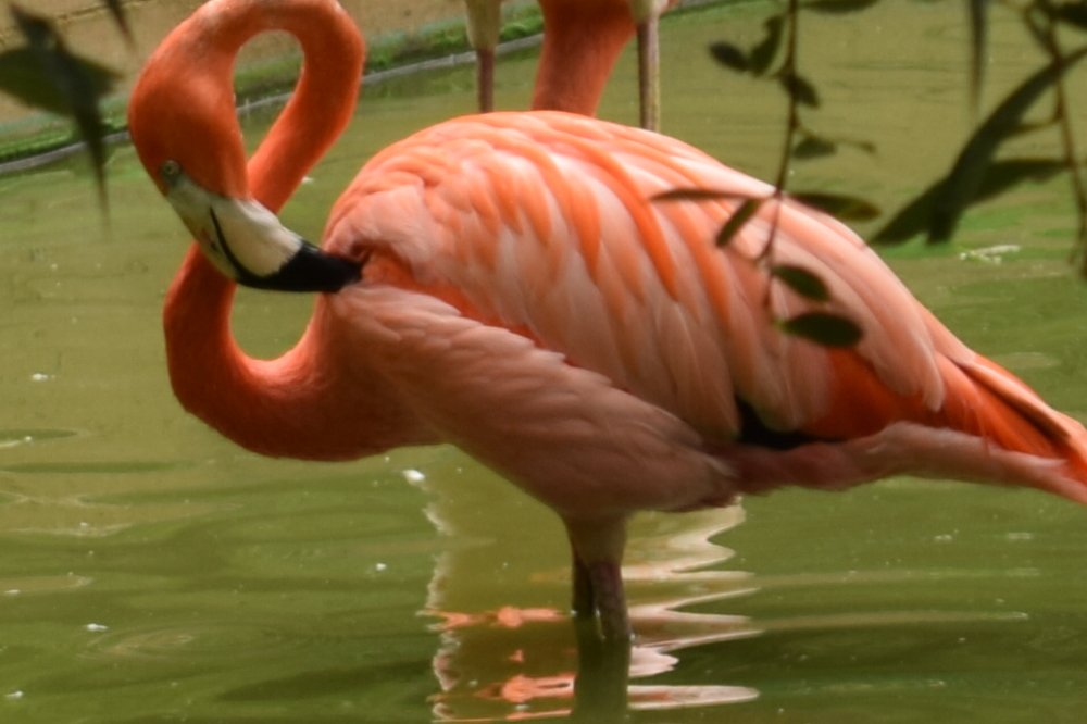 Восьмерка и фламинго