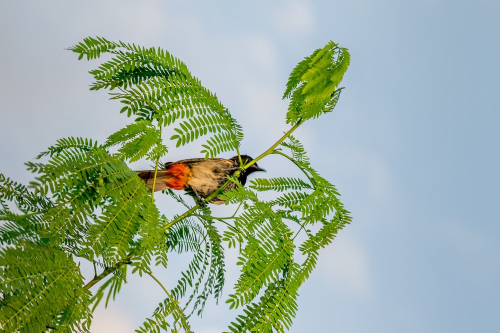 Photograph by sumit koley