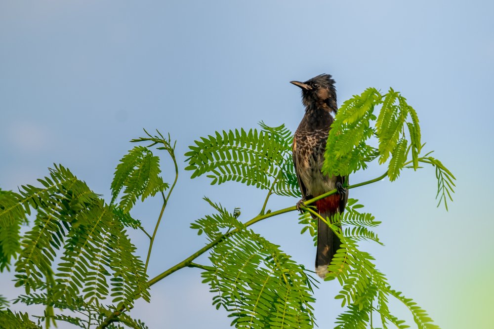 Photograph by sumit koley