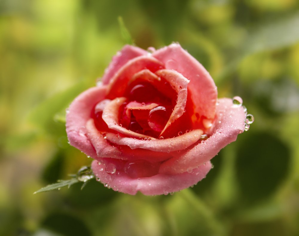 Photograph by Ирина Попел